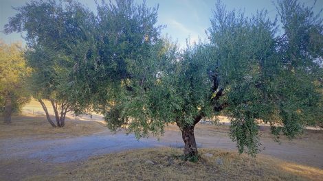 Επιτραπέζια-ελιά-και-mercosur:-ο-Σάκης-Αρναούτογλου-ζητά-καθαρές-απαντήσεις-από-την-Κομισιόν