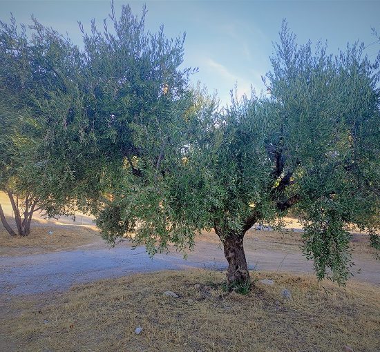 Επιτραπέζια-ελιά-και-mercosur:-ο-Σάκης-Αρναούτογλου-ζητά-καθαρές-απαντήσεις-από-την-Κομισιόν