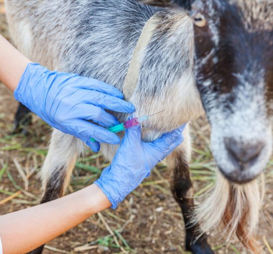 ΑΚΚΕΛ-:-«Απάντηση-στις-ανακριβείς-δηλώσεις-για-τον-εμβολιασμό-κατά-της-ευλογιάς-των-αιγοπροβάτων»