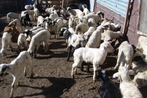 ΑΚΚΕΛ:-«550000-ζώα-χαμένα.-Κι-εμείς-εδώ,-να-κοιτάμε-και-να-πονάμε»