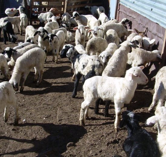 ΑΚΚΕΛ:-«550000-ζώα-χαμένα.-Κι-εμείς-εδώ,-να-κοιτάμε-και-να-πονάμε»