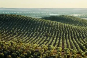 ΑΚΚΕΛ:-«Η-αλήθεια-για-τις-“απαγορευμένες”-ελάχιστες-τιμές:-άλλο-ένα-κυβερνητικό-παραμύθι-εις-βάρος-των-παραγωγών»
