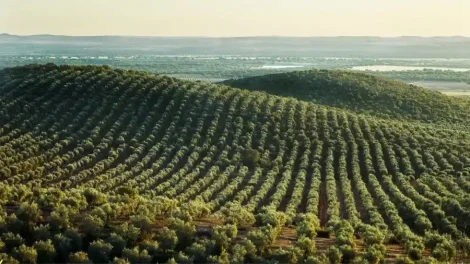 ΑΚΚΕΛ:-«Η-αλήθεια-για-τις-“απαγορευμένες”-ελάχιστες-τιμές:-άλλο-ένα-κυβερνητικό-παραμύθι-εις-βάρος-των-παραγωγών»