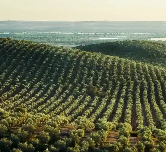ΑΚΚΕΛ:-«Η-αλήθεια-για-τις-“απαγορευμένες”-ελάχιστες-τιμές:-άλλο-ένα-κυβερνητικό-παραμύθι-εις-βάρος-των-παραγωγών»