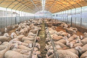 “Όσα-μέτρα-βιοασφάλειας-και-να-πάρουν,-όσα-πρόστιμα-και-να-ρίξουν,-δεν-πρόκειται-να-νικήσουν-την-ευλογιά”