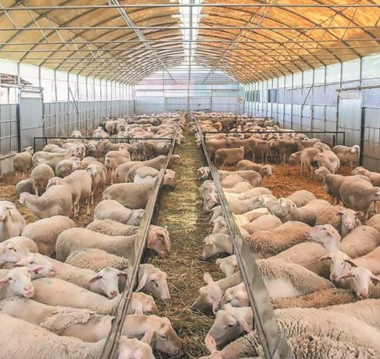 “Όσα-μέτρα-βιοασφάλειας-και-να-πάρουν,-όσα-πρόστιμα-και-να-ρίξουν,-δεν-πρόκειται-να-νικήσουν-την-ευλογιά”