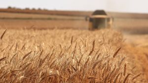 ΑΚΚΕΛ:-«Το-ψωμί-μας,-η-τροφή-μας-οι-καρκίνοι-και-τα-ερωτήματα-που-κανείς-δεν-τολμά-να-απαντήσει»