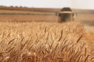 ΑΚΚΕΛ:-«Το-ψωμί-μας,-η-τροφή-μας-οι-καρκίνοι-και-τα-ερωτήματα-που-κανείς-δεν-τολμά-να-απαντήσει»