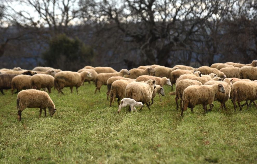 Ερώτηση-στη-Βουλή-για-την-εφαρμογή-της-«τεχνικής-λύσης-2025»-–-Ζητούν-τη-διασταύρωση-με-πραγματική-παραγωγή