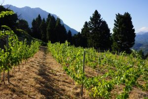 Σάκης-Αρναούτογλου-προς-τον-Επίτροπο-Γεωργίας-Χάνσεν:-«Προτεραιότητα-στους-μικρούς-οινοπαραγωγούς-και-στην-ποιότητα-του-ευρωπαϊκού-κρασιού»