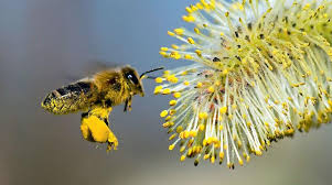 Ελληνοποιήσεις-και-επισιτιστική-ασφάλεια-στο-Μέλι