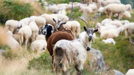 «Όταν-οι-ευρωπαϊκοί-θεσμοί-απαντούν-στο-ΑΚΚΕΛ,-τί-σηματοδοτούν-οι-παρεμβάσεις-dg-sante-και-efsa»
