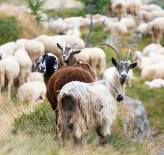 «Όταν-οι-ευρωπαϊκοί-θεσμοί-απαντούν-στο-ΑΚΚΕΛ,-τί-σηματοδοτούν-οι-παρεμβάσεις-dg-sante-και-efsa»