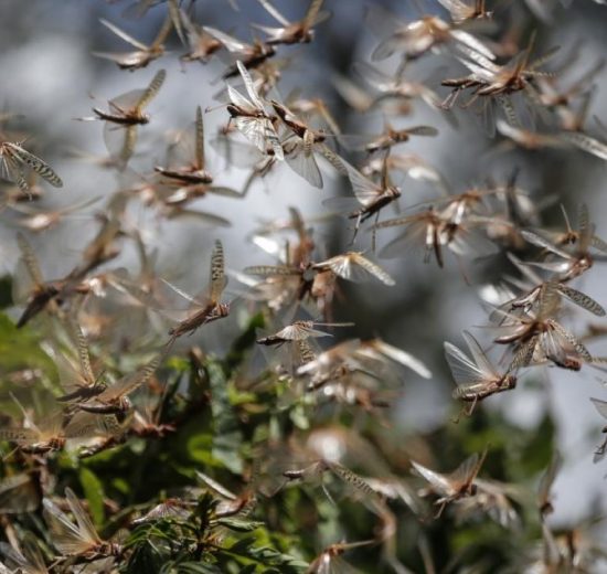 Διεύθυνση-Αγροτικής-Οικονομίας-&-Κτηνιατρικής-ΠΕ.-Ροδόπης-:-Οδηγίες-πρόληψης-των-ζημιών-σε-καλλιέργειες-από-ακρίδες