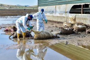ΑΚΚΕΛ:-«Το-πογκρόμ-κατά-του-αγροτικού-κόσμου-ή-όταν-η-εξόντωση-γίνεται-πολιτική»