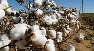 Ανοδική-τροχιά-προβλέπεται-να-έχει-μετά-το-πετρέλαιο-και-το-βαμβάκι,-λόγω-κρίσης-στη-Μέση-Ανατολή