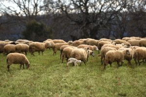 ΑΚΚΕΛ:-«Η-Κύπρος-στηρίζει-Η-Ελλάδα-τιμωρεί.-Και-οι-ζωονόσοι-δεν-νικιούνται-με-ανοησίες»