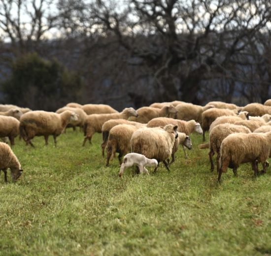 ΑΚΚΕΛ:-«Η-Κύπρος-στηρίζει-Η-Ελλάδα-τιμωρεί.-Και-οι-ζωονόσοι-δεν-νικιούνται-με-ανοησίες»