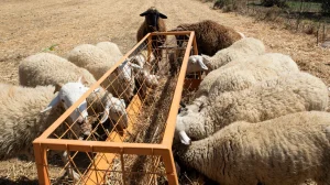 ΑΚΚΕΛ:-«Η-ευλογιά-των-προβάτων-δεν-δικαιολογεί-την-καταστροφή-εντοσθίων-υγιών-ζώων-και-η-κοινή-λογική-το-φωνάζει»
