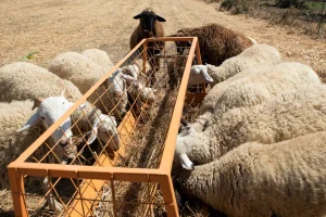 ΑΚΚΕΛ:-«Η-ευλογιά-των-προβάτων-δεν-δικαιολογεί-την-καταστροφή-εντοσθίων-υγιών-ζώων-και-η-κοινή-λογική-το-φωνάζει»