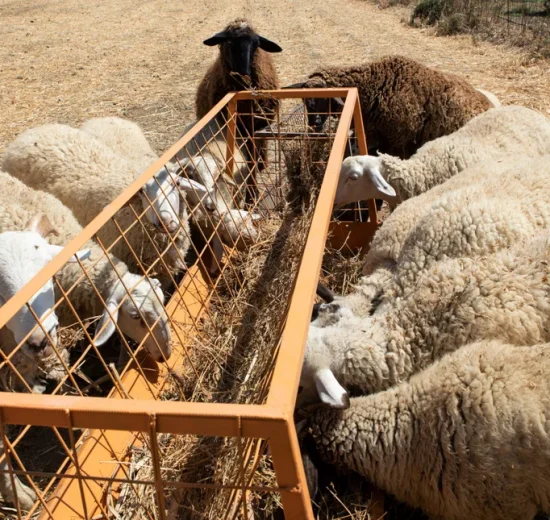 ΑΚΚΕΛ:-«Η-ευλογιά-των-προβάτων-δεν-δικαιολογεί-την-καταστροφή-εντοσθίων-υγιών-ζώων-και-η-κοινή-λογική-το-φωνάζει»