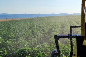 Σταύρος-Κοσουτζής,-αγρότης-:-«Αγροτικό-ρεύμα-και-τιμολόγιο-ΓΑΙΑ-:-Όταν-η-καθυστέρηση-των-επιδοτήσεων-οδηγεί-τους-αγρότες-σε-αδιέξοδο»