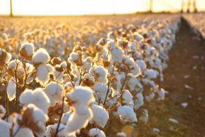 Σταύρος-Κοσουτζής-:-«Η-αλήθεια-που-κανείς-δεν-λέει:-Οι-αγρότες-κερδίζουν-μόνο-αν-δεν-παράγουν»