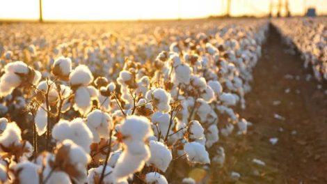 Σταύρος-Κοσουτζής-:-«Η-αλήθεια-που-κανείς-δεν-λέει:-Οι-αγρότες-κερδίζουν-μόνο-αν-δεν-παράγουν»