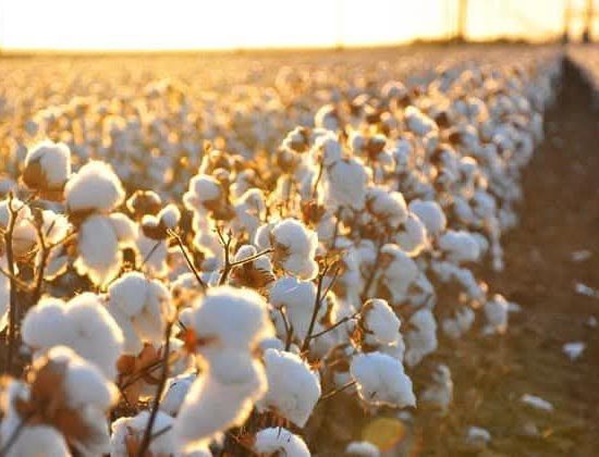 Σταύρος-Κοσουτζής-:-«Η-αλήθεια-που-κανείς-δεν-λέει:-Οι-αγρότες-κερδίζουν-μόνο-αν-δεν-παράγουν»