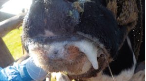 «Μνημειώδης-ανεπάρκεια-στη-διαχείριση-του-αφθώδους-στη-Λέσβο-–-Η-κυβέρνηση-την-μετέτρεψε-σε-σύγχρονη-Σπιναλόγκα»