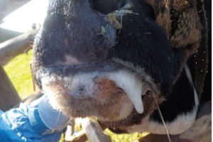 «Μνημειώδης-ανεπάρκεια-στη-διαχείριση-του-αφθώδους-στη-Λέσβο-–-Η-κυβέρνηση-την-μετέτρεψε-σε-σύγχρονη-Σπιναλόγκα»