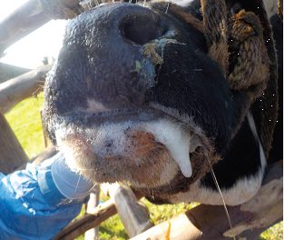 «Μνημειώδης-ανεπάρκεια-στη-διαχείριση-του-αφθώδους-στη-Λέσβο-–-Η-κυβέρνηση-την-μετέτρεψε-σε-σύγχρονη-Σπιναλόγκα»