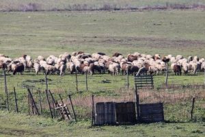 Αποζημιώσεις-8-εκατ.-ευρώ-σε-τυροκομικές-επιχειρήσεις-της-Λέσβου-λόγω-του-αφθώδους-πυρετού