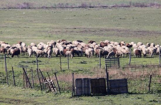 Αποζημιώσεις-8-εκατ.-ευρώ-σε-τυροκομικές-επιχειρήσεις-της-Λέσβου-λόγω-του-αφθώδους-πυρετού