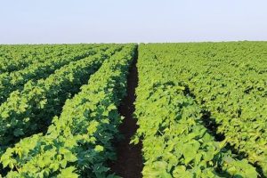 Παραίτηση-Λαζαρίδη-Τι-γίνεται-στο-ΥΠΑΑΤ;-Ποιο-θα-είναι-το-μέλλον-των-αγροτών,-όταν-η-Ροδόπη-εξακολουθεί-να-στερείται-ολοκληρωμένων-υποδομών;