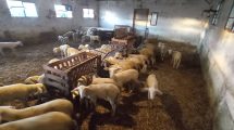 ΑΚΚΕΛ:-Ανοίγει-παράθυρο-για-πιθανή-προσφυγή-στο-Ευρωπαϊκό-Δικαστήριο-για-τις-αποζημιώσεις-των-κτηνοτρόφων-–-Κάλεσμα-συμμετοχής-των-κτηνοτρόφων-σε-όλη-τη-χώρα