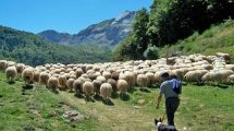 Τι-ακριβώς-διεκδικεί-το-ΑΚΚΕΛ-στο-Ευρωπαϊκό-Δικαστήριο-για-τους-πληγέντες-κτηνοτρόφους