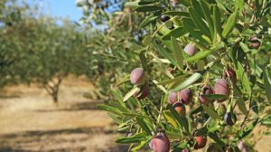 Μέτρα-για-την-υποστήριξη-της-ελαιοκαλλιέργειας-υιοθετούν-Ισπανία-και-Ιταλία