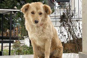 Ντίνος-Χαριτόπουλος-:-«Τα-ίδια,-Παντελάκη-μου…»