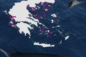 Εμφανίσεις-Γλαυκοκαρχαριών-κοντά-στην-ακτή