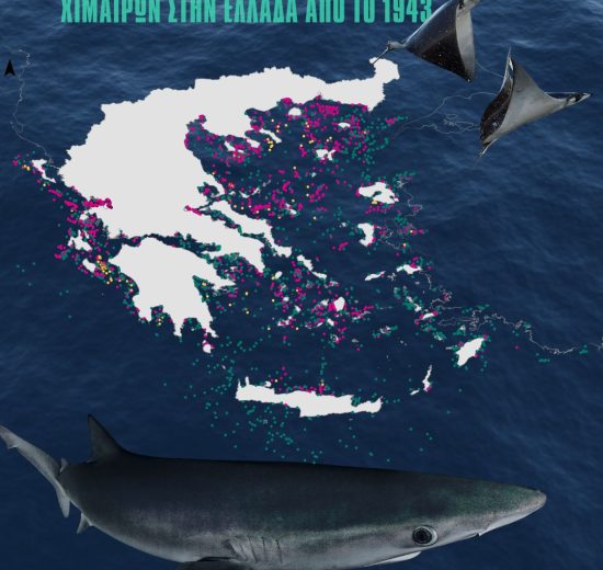 Εμφανίσεις-Γλαυκοκαρχαριών-κοντά-στην-ακτή