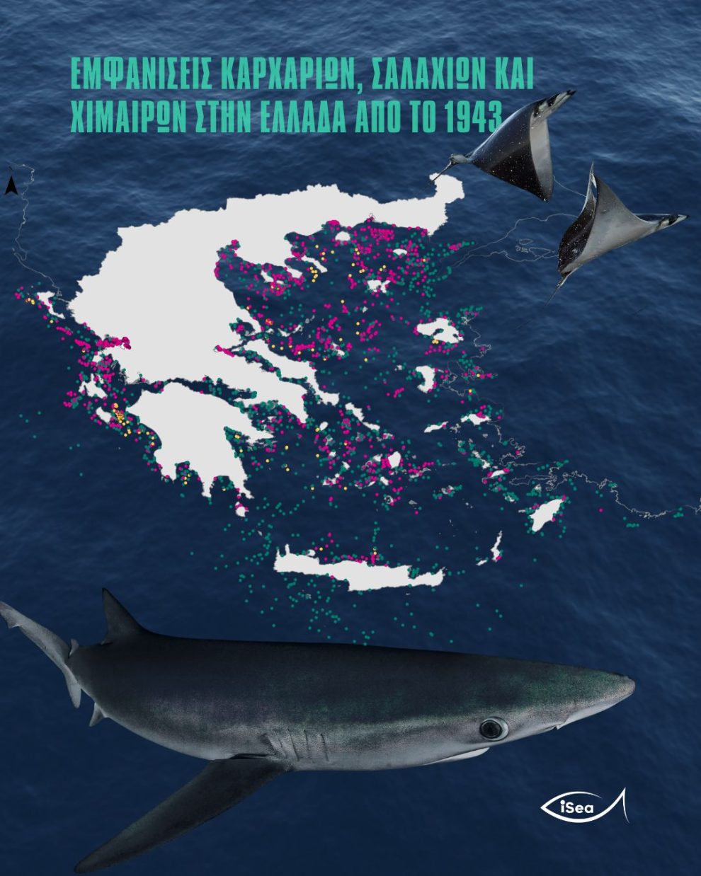 Εμφανίσεις-Γλαυκοκαρχαριών-κοντά-στην-ακτή