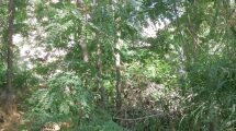 Ο-Δήμος-Κομοτηνής-υπενθυμίζει-στους-ιδιοκτήτες-οικοπέδων-την-ανάγκη-καθαρισμού-αυτών