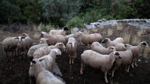 Χ.-Ζεϊμπέκ:-«Ενώ-οι-κτηνοτρόφοι-της-Ξάνθης-βρίσκονται-σε-απόγνωση,-δίνονται-επιδοτήσεις-για-ζώα-που-δεν-υπάρχουν-;»