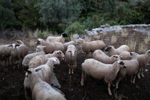 Χ.-Ζεϊμπέκ:-«Ενώ-οι-κτηνοτρόφοι-της-Ξάνθης-βρίσκονται-σε-απόγνωση,-δίνονται-επιδοτήσεις-για-ζώα-που-δεν-υπάρχουν-;»
