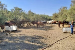 Τα-Ιπποειδή-στη-Χώρα-μας-–-Προτάσεις-της-«ΝΕΜΕΣΙΣ»