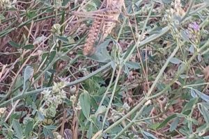 Σταύρος-Κοσουτζής-:-«Νέα-επέλαση-ακρίδων-απειλεί-τριφύλλια,-βαμβάκια-και-καλαμπόκια-στην-Ροδόπη»