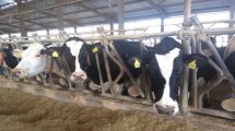 Νίκη-:-«Και-«μαϊμού»-γεννήσεις-μοσχαριών-στον-ΟΠΕΚΕΠΕ-!;»