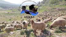 Σκληρή-ερώτηση-στην-Βουλή-από-το-ΑΚΚΕΛ-για-την-κυβερνητική-ευθύνη-στην-καταστροφή-της-ελληνικής-κτηνοτροφίας