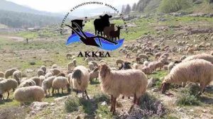 Σκληρή-ερώτηση-στην-Βουλή-από-το-ΑΚΚΕΛ-για-την-κυβερνητική-ευθύνη-στην-καταστροφή-της-ελληνικής-κτηνοτροφίας